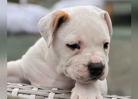 American Bulldog Welpen aus Hybrid/Standard Verpaarung ab Mitte Juni abzugeben, www.cocodin-bulls.de