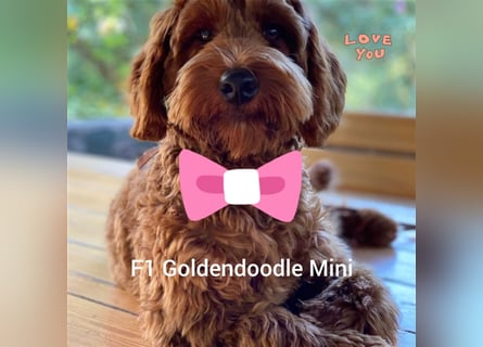 Traumhafte echte Mini und Toy Goldendoodles aus der 1. Zucht Deutschlands!