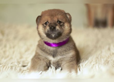 Schöne rote Shiba inu Welpen MEI, MIKA, MASARU mit FCI dokumenten