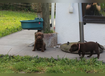 LABRADOR WELPEN Reinrassig mit Ahnentafel - GRAU und BRAUN - Beste Familienzucht