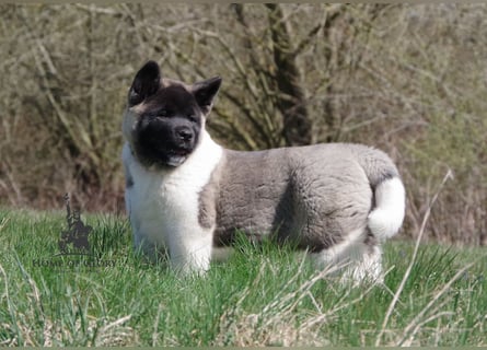Echter reinrassiger American Akita Hündin