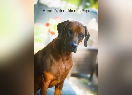 Rhodesian Ridgeback Welpen aus toller Verpaarung
