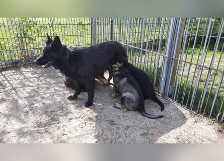 Altdeutsche Schäferhund Welpen