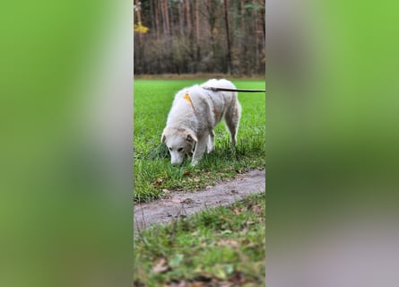 Alain: unkomplizierter Familienhund