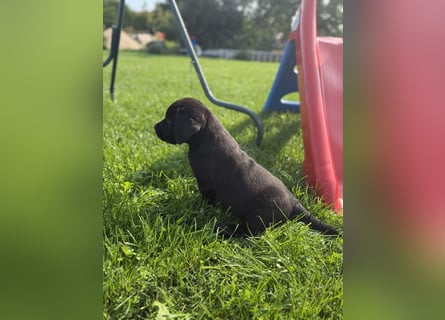 Labrador Welpen mit Ahnentafel