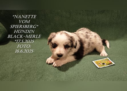 Border Collie-Welpen , black-,choco-,red-white und red-,black-merle