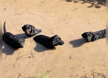 Schwarze Labrador-Labrador/Apenzeller Welpen