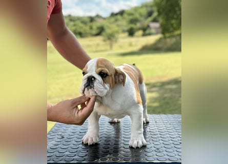Englischen Bulldogge