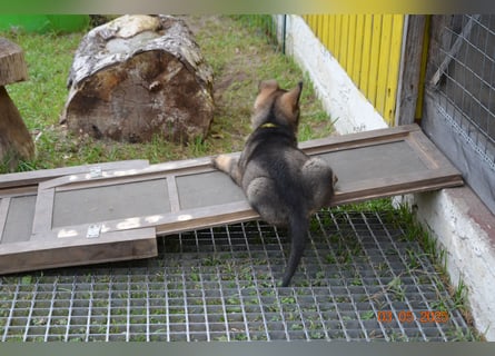 Dunkelgraue Schäferhunde aus Kör-u.Leistungzucht