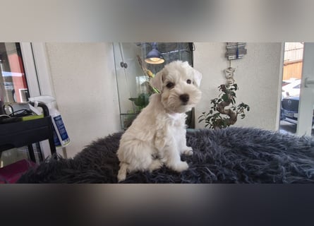 American Schnauzer