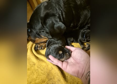 Rottweiler Schäferhund Mischling