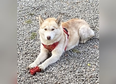 Zuckersüße Husky Mischlings Hündinnen