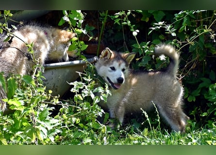 Zuchtstätte Silberglanz- C-Wurf / Alaskan Malamute Welpen - 3 Weibchen/2 Rüden