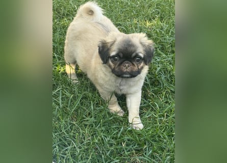 Mops Welpen  ( Altdeutsche )