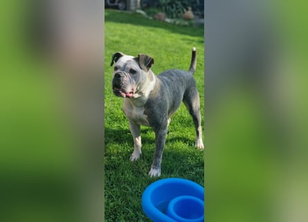 2 liebevolle Hunde abzugeben