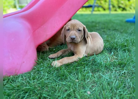 Mayar Vizsla Welpen