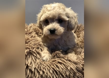 Sehr schöne und gesunde Maltipoo Welpen