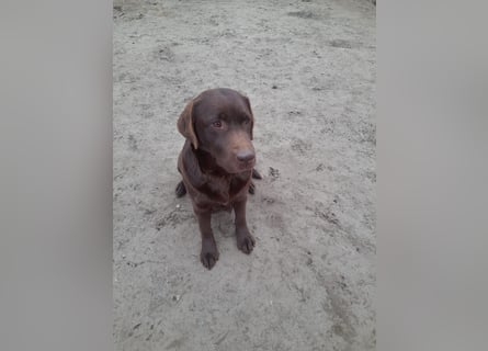 Labrador Welpen schokobraun reinrassig
