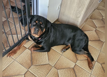 Rottirüde (20 Monate) sucht neues Zuhause