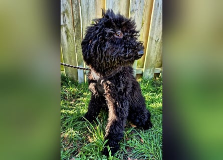 Labradoodle