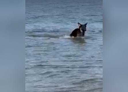 Lieber Schäferhund Rüde
