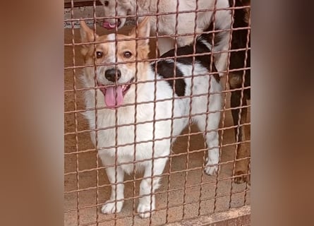 ❤️ süßer kleiner Stenz PABLO - 3 Jahre, 30cm - Corgi-Jack-Russel-Mix