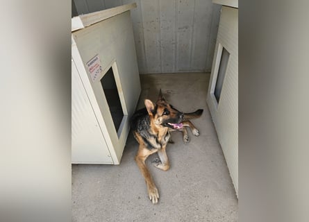 Gina: ein Traum für alle Schäferhundfreunde
