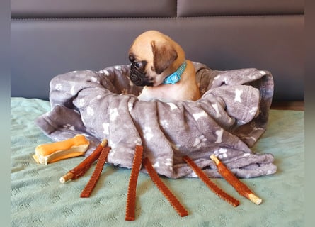 Wunderschöne Zuckersüße reinrassige freiatmende Retro Mopswelpen in liebevolle Hände abzugeben.