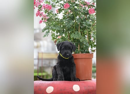 Riesenschnauzer schwarz Mrs. Gelb & Mr. Weiß