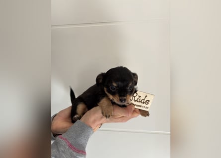 Chihuahua Langhaar Welpen ab Mitte Mai abzugeben