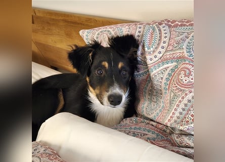 Balou AustralianSheperd/Border Collie MIx