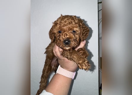 Pudel! Wundervolle Welpen suchen bald ein liebevolles Zuhause!