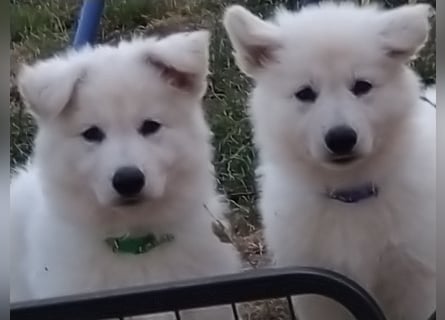 Weiße Schäferhund - Welpen für Familie, Sport und Show