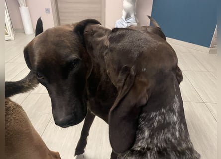 Rhodesian Ridgeback Malinois Welpe sucht seine Familie