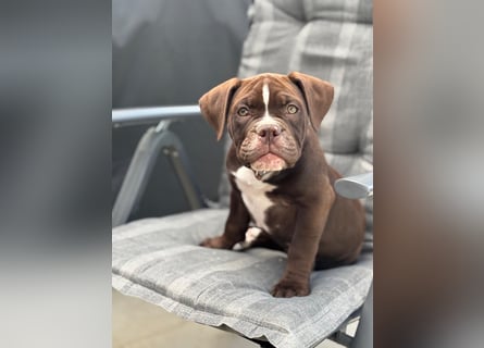 OEB mix Bulldoge old english bulldog