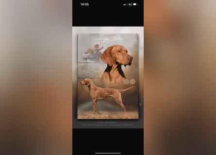 Magyar Vizsla Welpen in Erwartung