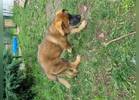 Schäferhund "Sparky"