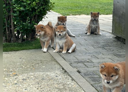 Shiba inu Welpen mit Papieren, an Erbkrankheiten getestet, Transport möglich!