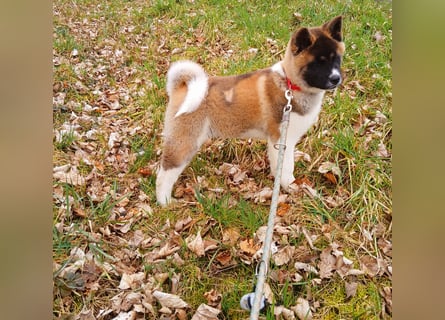 1 reinrassige American Akita Hündin