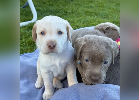 Labrador Welpen reinrassig Rüde Silber NRW Düsseldorf Köln Kleinanzeige