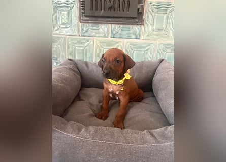 Rhodesien Ridgeback Welpen