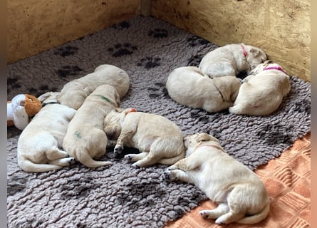 Golden Retriever Welpen