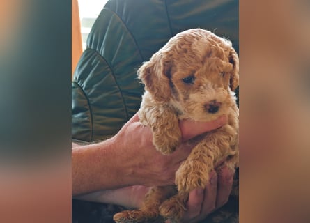 Wunderschöne Maltipoo Welpen