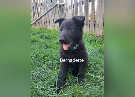 DSH Deutscher Schäferhund - Welpe lackschwarz