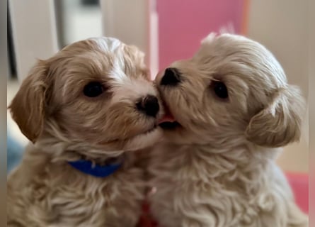 Maltipoo Welpen Rüde
