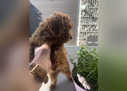 Kleine Toy Pudel rot braun (asiatische Linie)