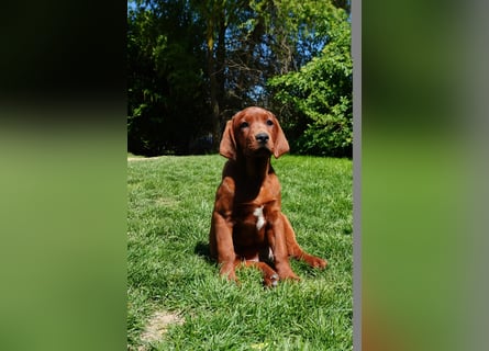 Labrador Retriever Foxred/ Dark Foxred - Therapie-, Assistenz-, Familienhunde