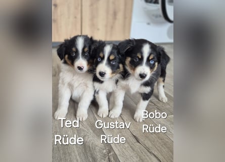 Australian Shepherd Welpen