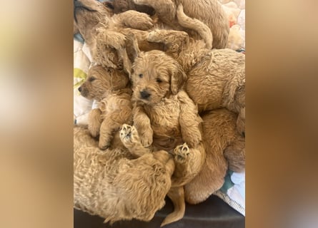 Goldendoodle mini Medium Doodle Abgabe an Pfingsten