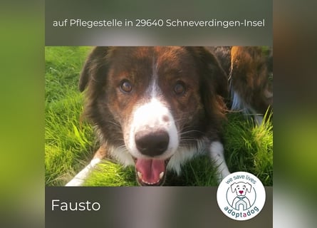 Fausto: sucht ein erfahrenes Zuhause in 29640 Schneverdingen/D